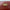 Hermes Kelly 32 Sellier Bag In Burgundy Box Leather With Gold Hardware from 2004