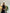 Celine Triomphe Crossbody Burgunderrot Kalbsleder 2019